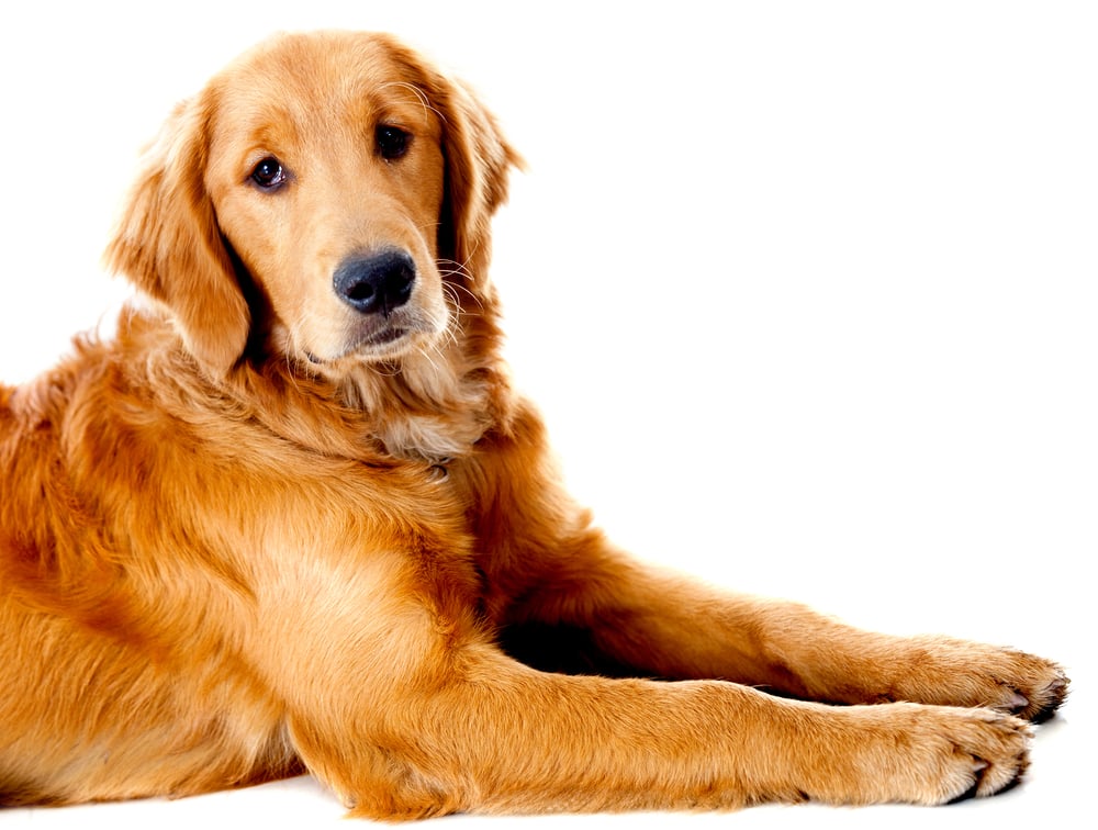 Beautiful dog lying down - isolated over a white background